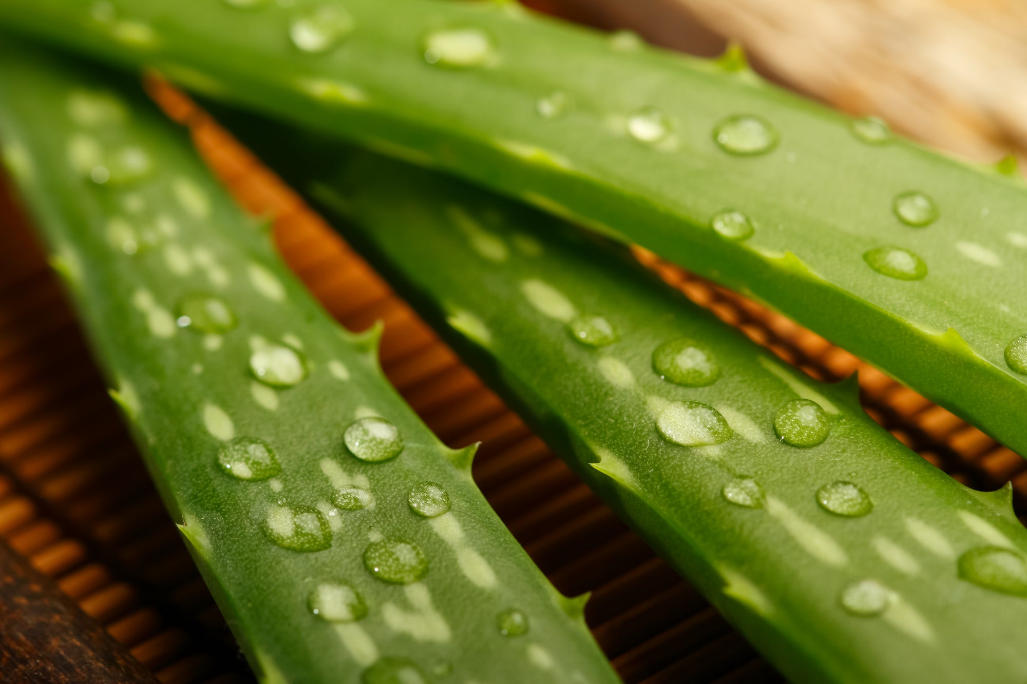 Organic Aloe Vera_Bear_Hill_Botanicals