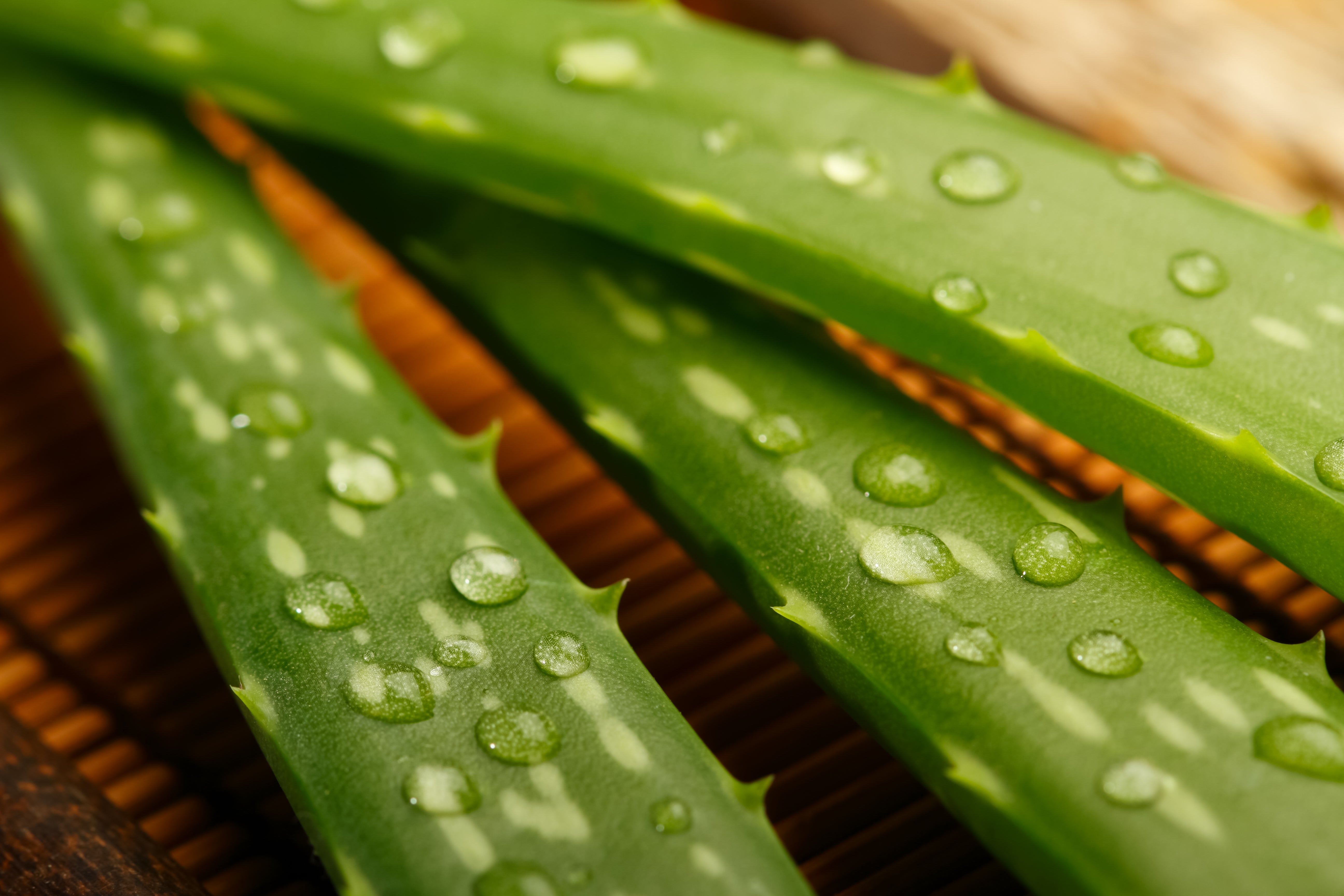 Organic Aloe Vera_Bear_Hill_Botanicals