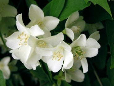 Bear Hill_Jasmine Aromatherapy spray